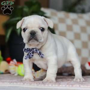 River, French Bulldog Puppy